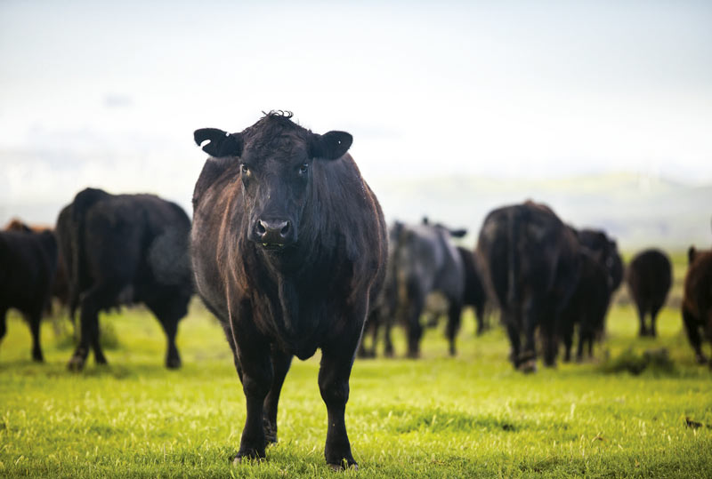 angus-pradera-nebraska-star-ranch-usa