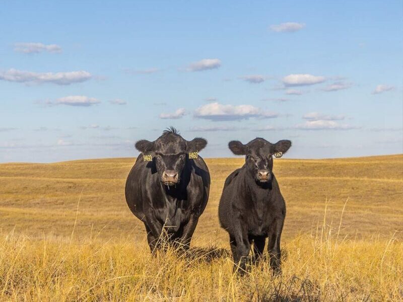BLACK-ANGUS-ARKANSAS-USA-CREEKSTONE-Cows