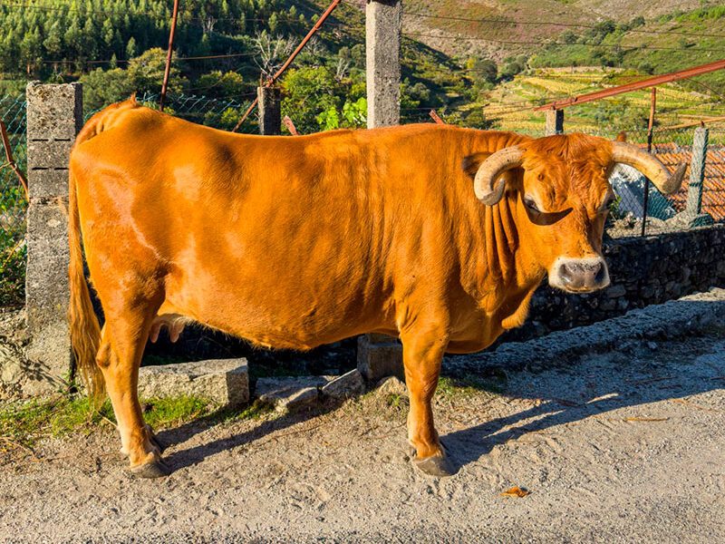 VACA-AROUQUESA-OPTIMIZADA