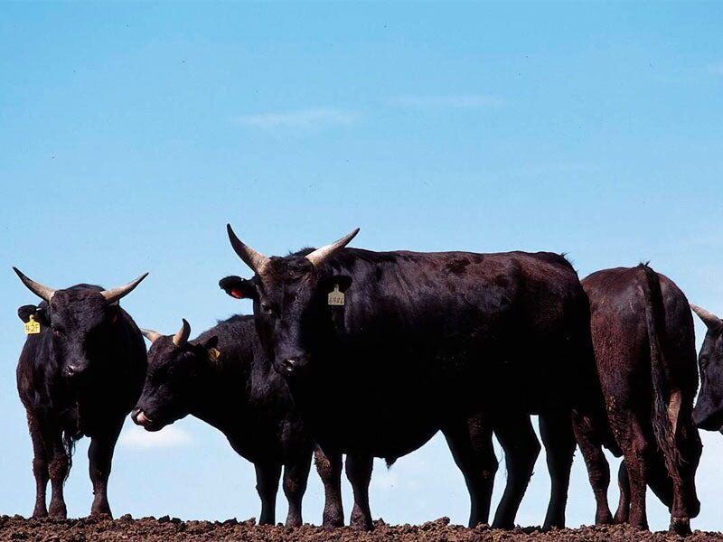 wagyu-cattle-beginning